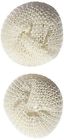 Dib22046 441899 Plumb Pak Lint Trap Nylon Cloth 0009326409047